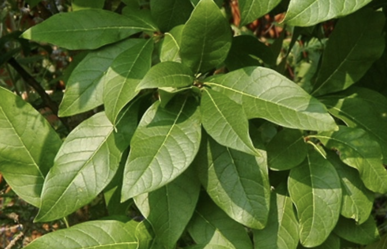 <p>Virginia Fringetree</p>