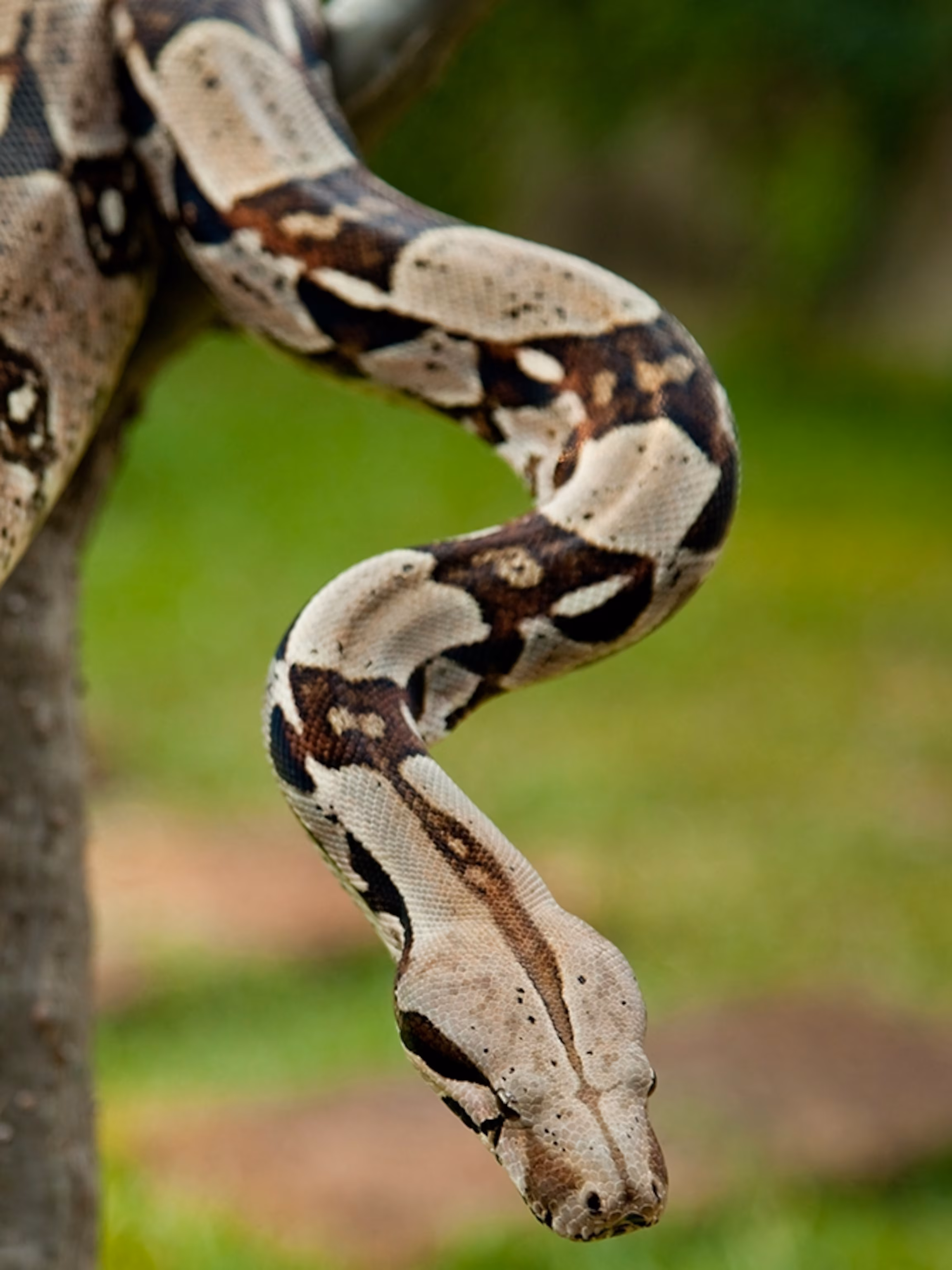 <p>Family Boidae. They are widely distributed over most of central and South America. </p>