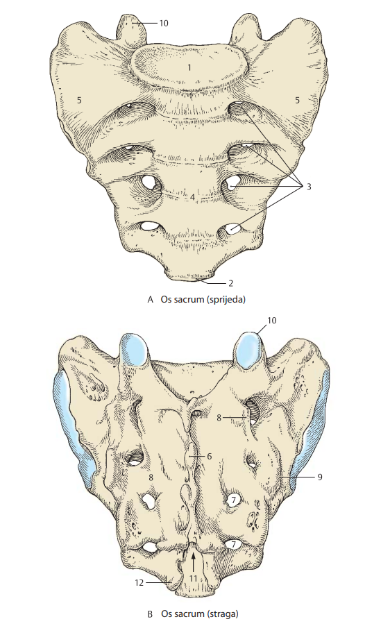 <p>11</p>