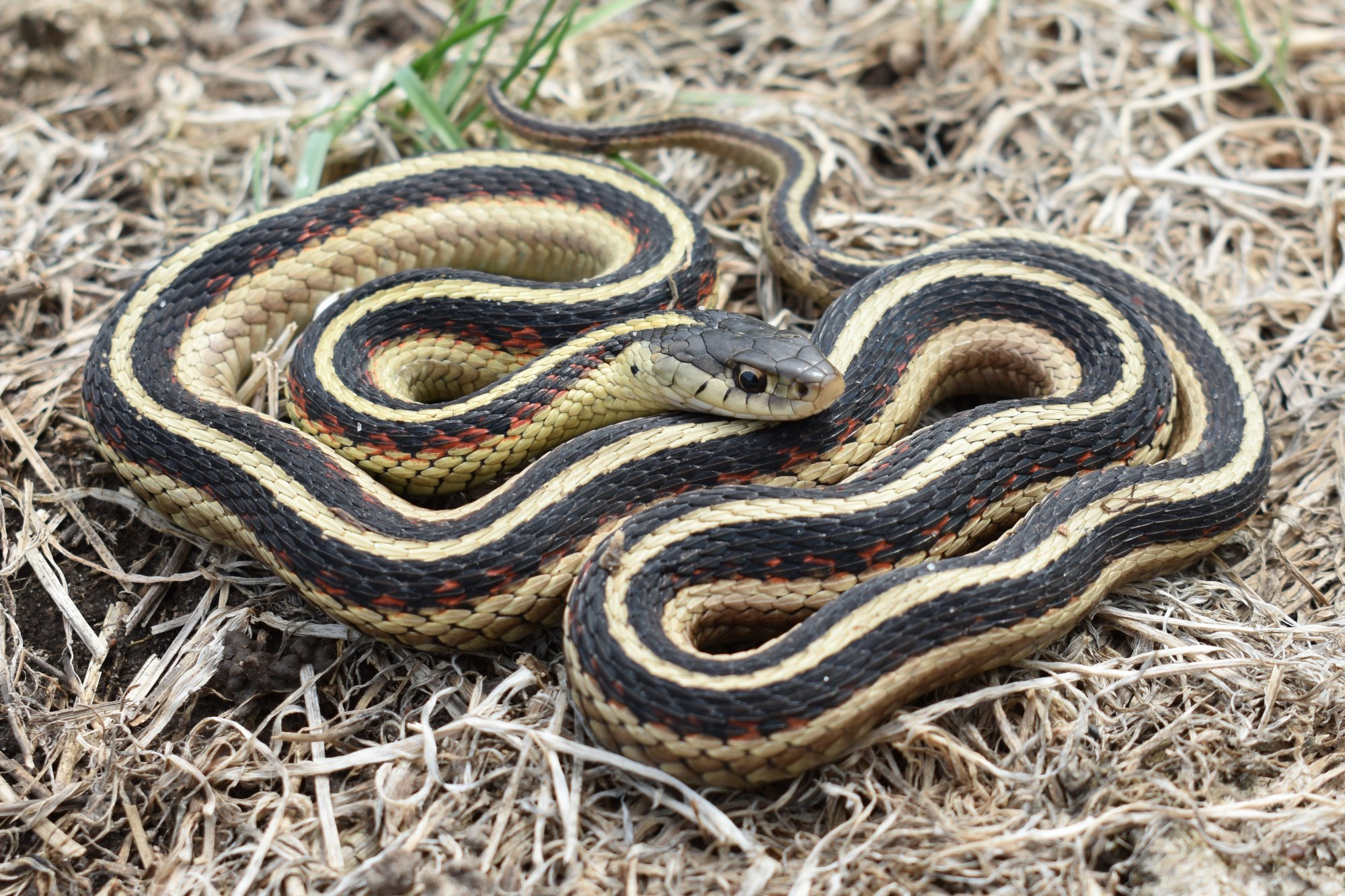 <p>Common Gartersnake </p>