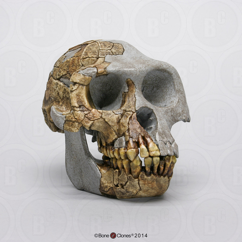 <p>Connected to Pre-Australopiths from 350 cc w/ a sagital crest, u-shaped dental arcade, large incisors, and has no honing complex</p>