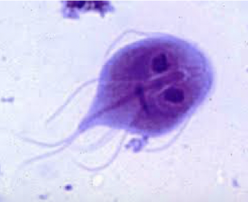 <ul><li><p>protozoa </p></li><li><p>causes giardiasis</p></li></ul><p></p>