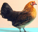 <p>welk type kip is dit</p>