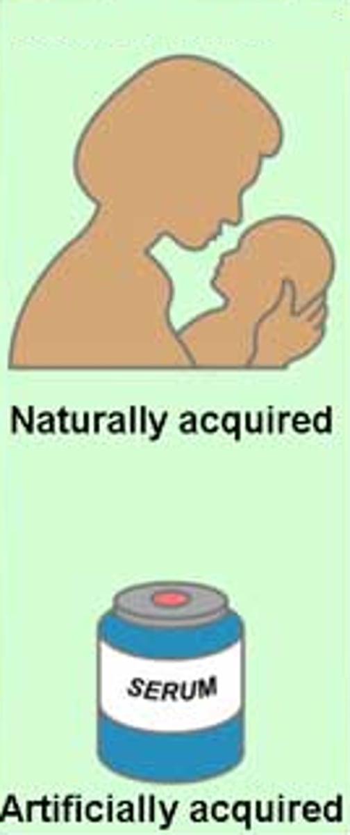 <p>The ability of an organism to resist infection.</p>