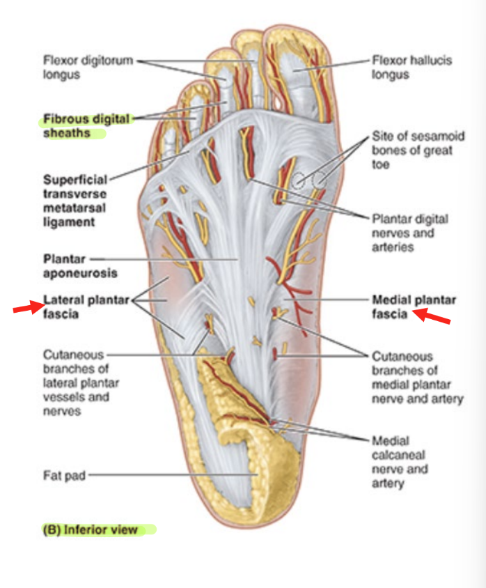 <ul><li><p>dorsal fascia</p><ul><li><p>contin w/ crural fascia (inf. extensor reticulum)</p></li></ul></li><li><p>plantar aponeurosis: thick central part of plantar fascia</p><ul><li><p>extends from calcaneus to phalanges</p></li><li><p>continuous w/ fibrous digital sheaths that enclose flexor tendons</p></li></ul></li><li><p>medial plantar fascia</p></li><li><p>lateral plantar fascia</p></li></ul><p></p>
