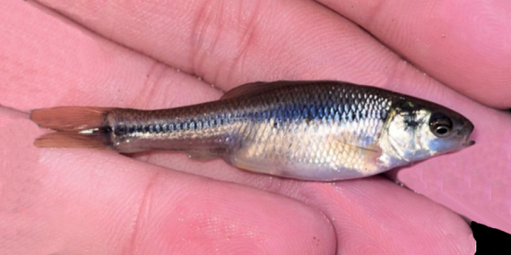 <p><span> Leuciscidae</span></p><p class="MsoNoSpacing"><span>Pimephales promelas (Fathead minnow)</span></p>
