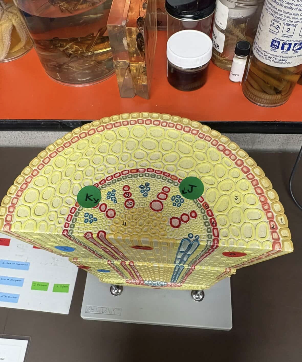 <p>What kind of root is this and name the labels</p>