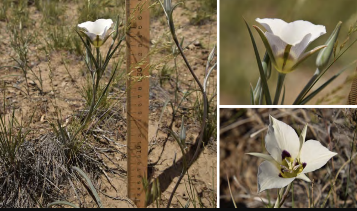 <ul><li><p>Bruneau mariposa lily</p></li><li><p>Lily family</p></li></ul><p></p>