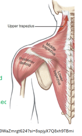 <p><strong><u>Superior fibers</u></strong></p><p>• Draws scapula superomedially (elevation &amp;</p><p>retraction)</p><p>• Extension of head and neck</p><p>• (Unilateral) lateral flexion/rotation of head and</p><p>neck</p><p><strong><u>Middle fibers</u></strong></p><p>• Draws scapula medially, rotates as arm is raised</p><p><strong><u>Inferior fibers</u></strong></p><p>• Draws scapula inferomedially (depression)</p>
