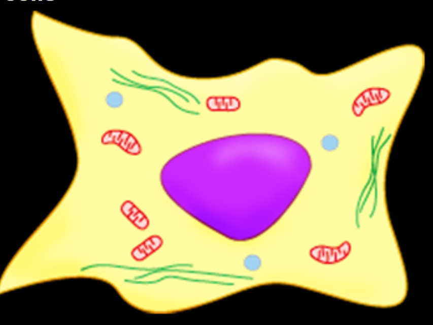 <p>what cell is this and where is it found</p>