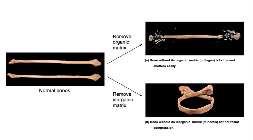 <p>Organic and Inorganic matrices work together to promote bone structure and function</p>