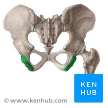 <p>Ischial tuberosity </p>