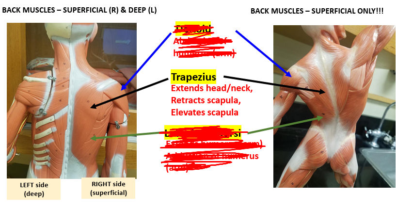 <p><strong>Origin: </strong>Occipital bone.<strong><br>Insertion: </strong>Spine.<strong><br>Action: </strong>Extends head.</p>