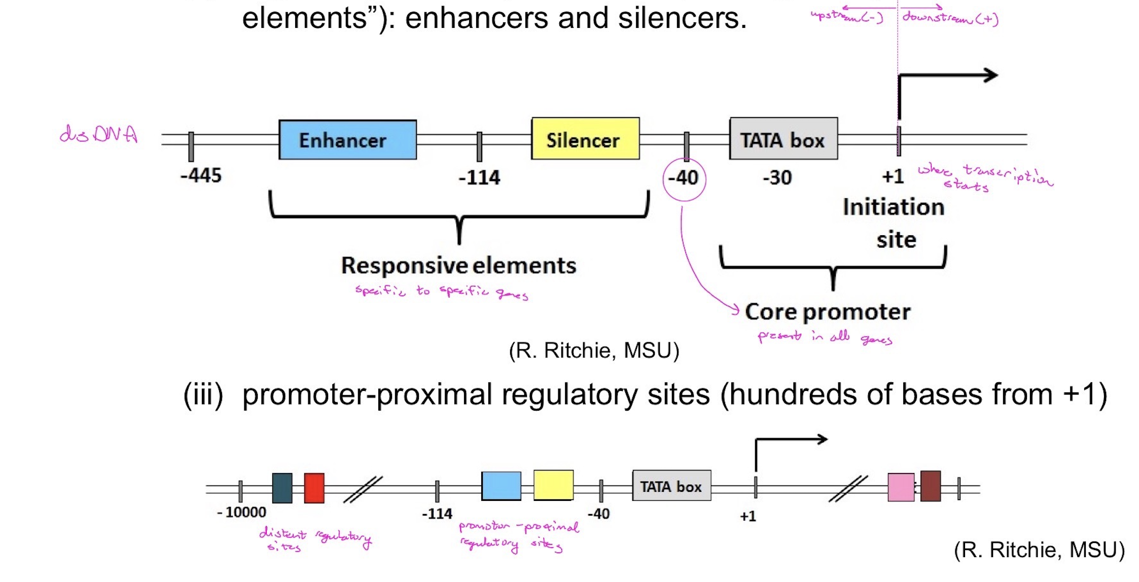 <p></p><p>(i) core promoter: TATA box, initiator site</p><p>(ii) regulatory DNA sequences for specific genes (“responsive elements”): enhancers and silencers.</p><p>(iii) promoter-proximal regulatory sites (hundreds of bases from +1)</p><p>(iv) distant regulatory sites (thousands or tens of thousands of bases from +1)</p><p></p>