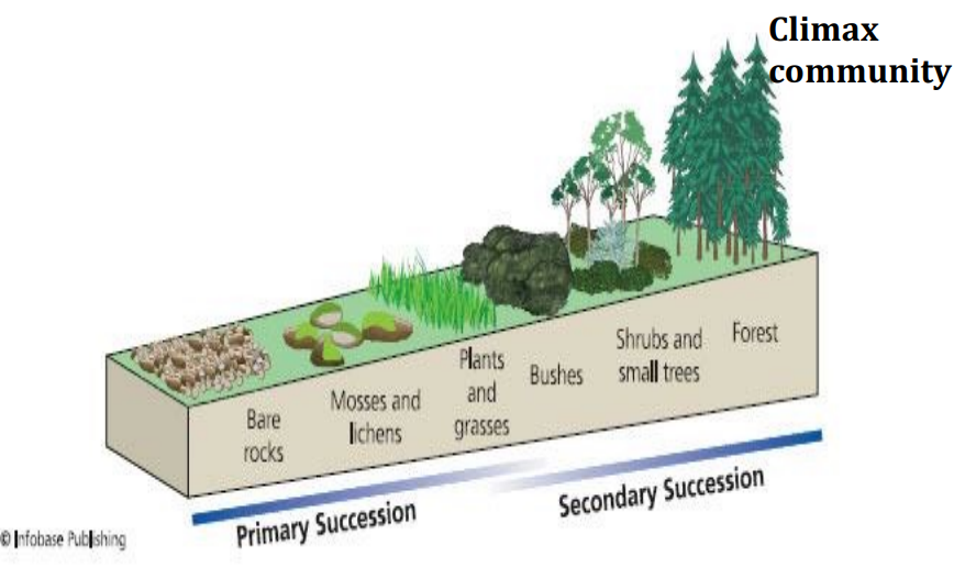 <p>Ecological succession</p>