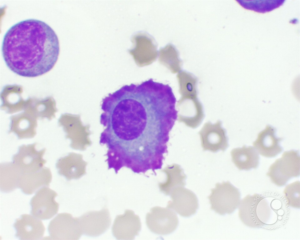 <p>what cell is this?</p>