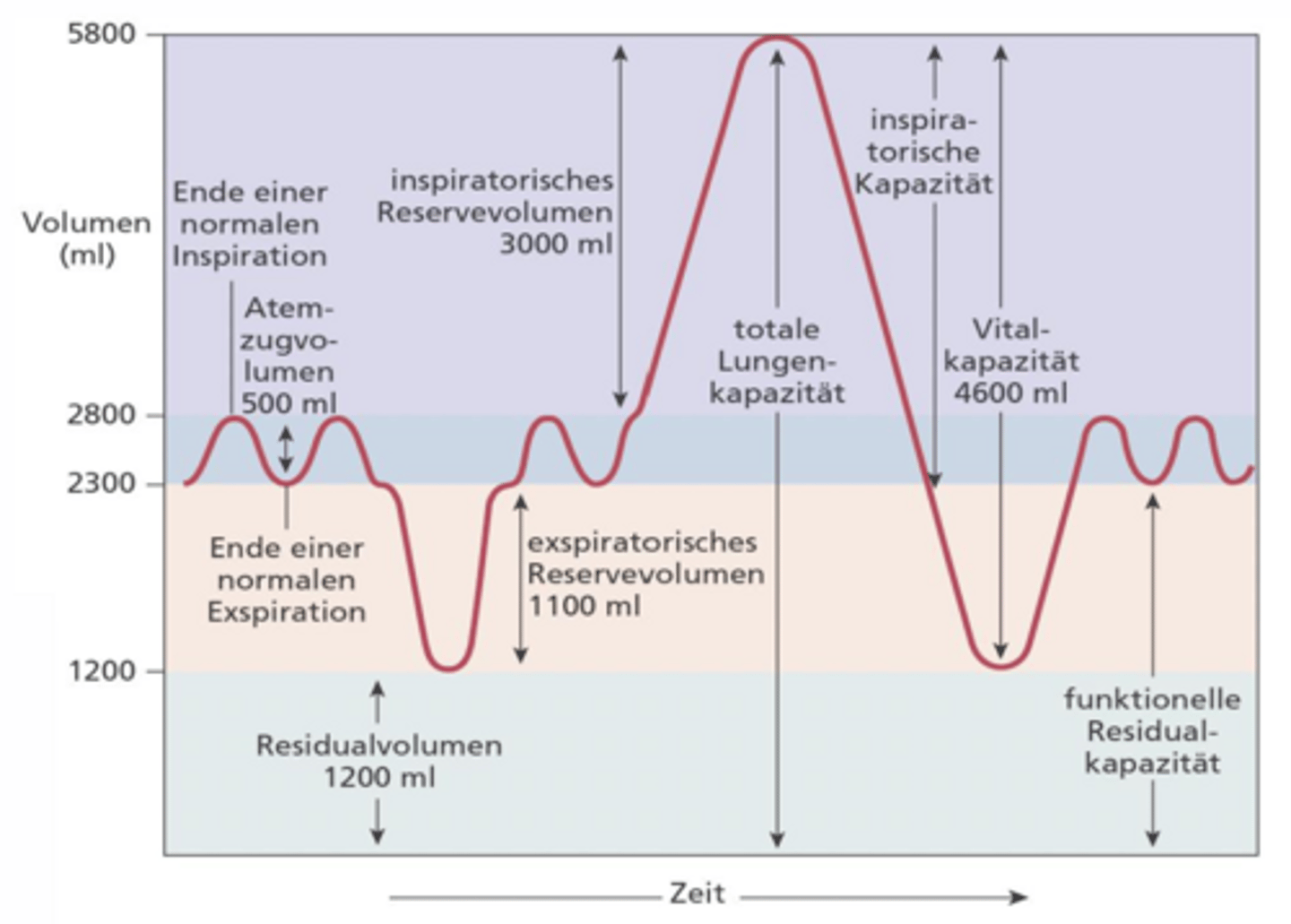 <p>Spirogramm = Zeit wie viel Luft sich in versch. Atemmanövern in der Lunge befindet</p><p>= Lungenkapazitäten setzten sich immer aus mehreren Einzelvolumina zusammen</p><p>I) Die 4 Einzelvolumina sind die Bausteine & überlappen sich nicht (AZV, IRV, ERV, RV)</p><p>II) Lungenkapazitäten sind Summen aus zwei oder mehreren Volumina:</p><p>-Inspirationskapazität: Alles, was ab normaler Ausatmung eingeatmet werden kann (AZV+IRV)</p><p>-Vitalkapazität: Maximal zu erreichendes Luftvolumen bei maximaler Einatmung (IRV + AZV + ERV)</p><p>-Funktionelle Residualkapazität (FRK): Luft, die nach normaler Ausatmung in Lunge bleibt (ERV + RV)</p><p>-Totale Lungenkapazität: Volumen, dass überhaupt in die Lunge passt (VC (vital capacity) + RV)</p><p>Fazit:</p><p>-Man nutzt im Alltag nur ein kleines bisschen</p><p>-Man hat Reserven nach oben & nach unten</p><p>-Ein kleiner Rest bleibt immer = Residualvolumen</p>