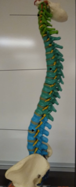 <p>What is this portion of the vertebrae? (blue region)</p>
