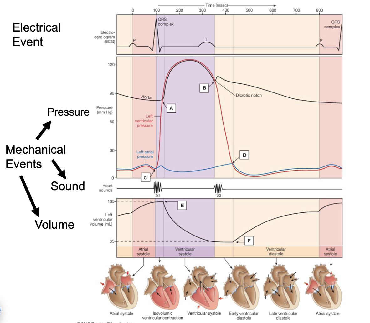 <p>electrical events</p><ul><li><p>P wave, QRS complex, T wave</p></li></ul><p>mechanical events</p><ul><li><p>pressure: EDV, ESV</p></li><li><p>sound</p></li><li><p>volume: DP, SP</p></li></ul><p></p>