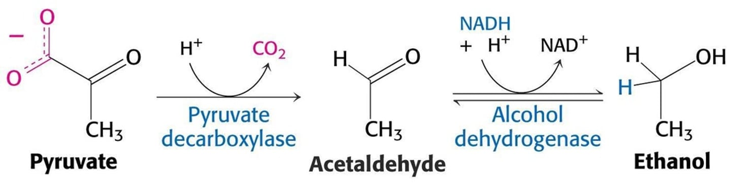 <p>Pyruvate —> Acetaldehyde —> Ethanol</p>