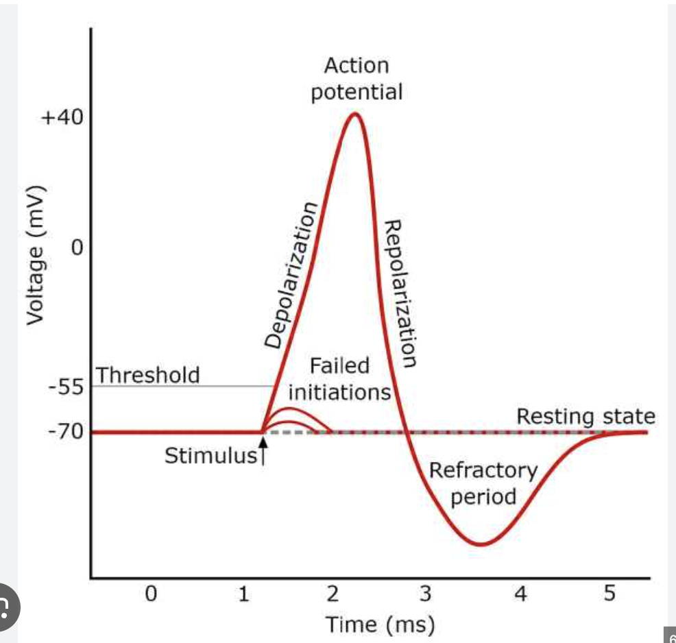 <p>En ændring i membranpotentiale hvor elektrisk ladning inde i cellen bliver mere negativ (-80mV) og der kan ikke affyres et stykke tid - indtil hvilepotentialet igen opnås.</p>