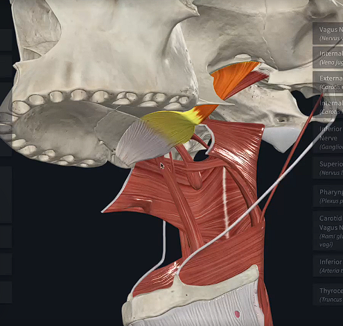 term image