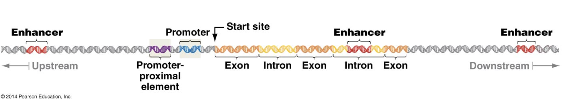 <p>contains the info to actually make a protein (the exons) as well as introns, which are non-coding regions</p>