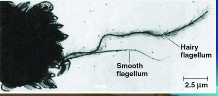 <p>What is <strong>S</strong>tramenopila?</p>