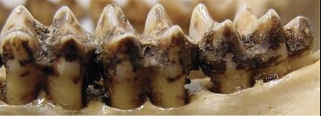 <p>The shape and structure of molars in primates, which reflect dietary habits and evolutionary adaptations.</p>