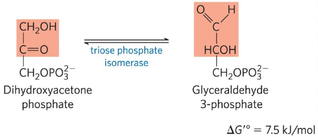 <p>Fifth reaction: Dihydroxyacetone phosphate ←→ Glyceraldehyde 3-phophate (G3P)</p><ul><li><p>Triosphosphate phosphate isomerase reversible convert 1 triode phosphate to G3P</p></li></ul><p></p>