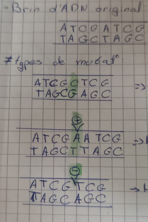 <ul><li><p>punctuelle par substitution : remplacement d’un nucleotide par un autre : impact uniquement sur le codan affecté</p></li><li><p>de phase par addition :ajout d’un nucleotide : impact sur le codan affecté et tous ceux qui suivent</p></li><li><p>de phase par deletion: un nucleotide se retire : impact sur le codan affecté et tous ceux qui suivent</p></li></ul><p></p>