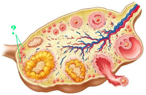 <p><span>Identify the indicated type of follicle.</span></p>