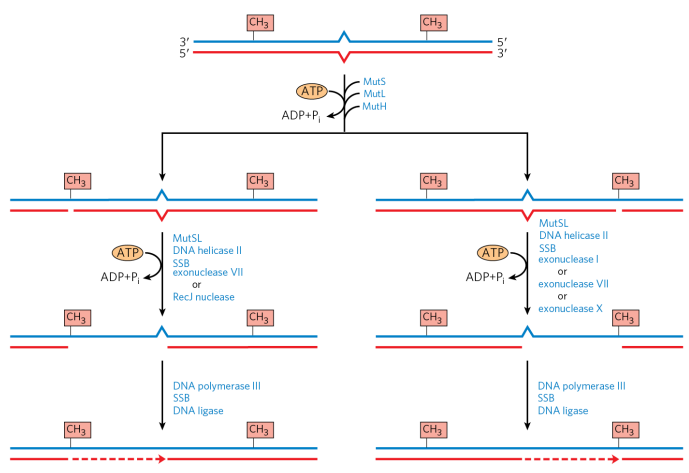 <p>1. Helicase unwinds the DNA at the nick site and moves towards the lesion </p><p>2. Nucleotides between the nick and the lesion are removed by an exonuclease </p><p>3. Nick or exonuclease activity generates a free 3’ OH </p><p>4. Non-damaged strand is used as a repair template for DNA polymerase </p><p>5. Gap at the end of the repair is sealed with a ligase</p>