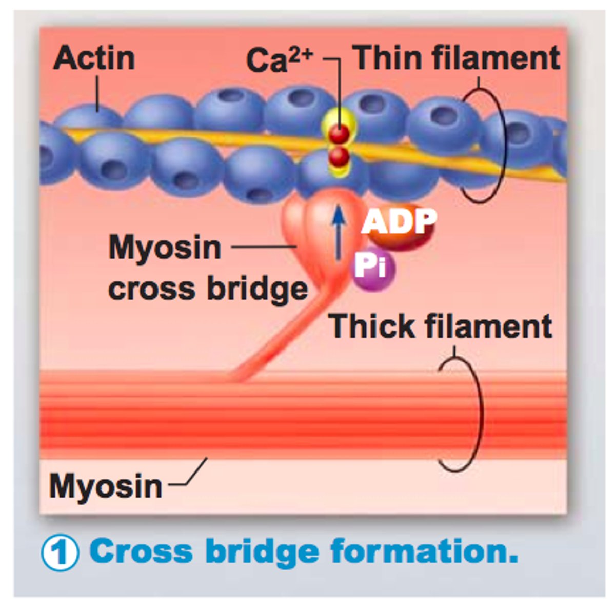 <p>Connection formed when myosin head binds actin.</p>