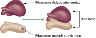 <p>Didysis ir mažasis (nevienodi).</p>