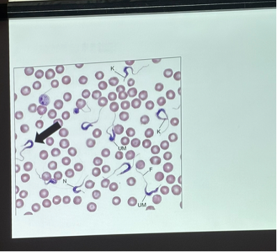 <p>What is this organism?</p>