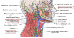 <p>Deep parotid lymph nodes</p><p>Superficial cervical lymph nodes</p><p>Deep cervical lymph nodes</p>