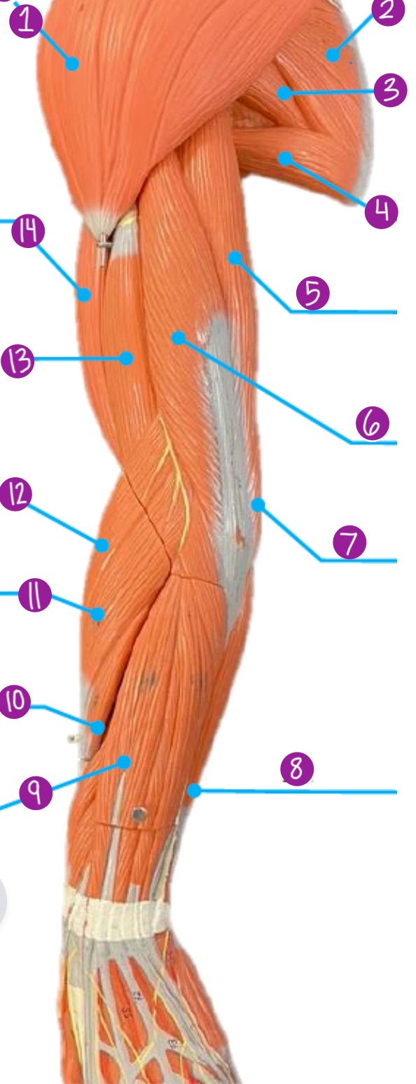 <p>12.</p>