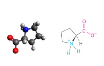 <p>Prolina</p>