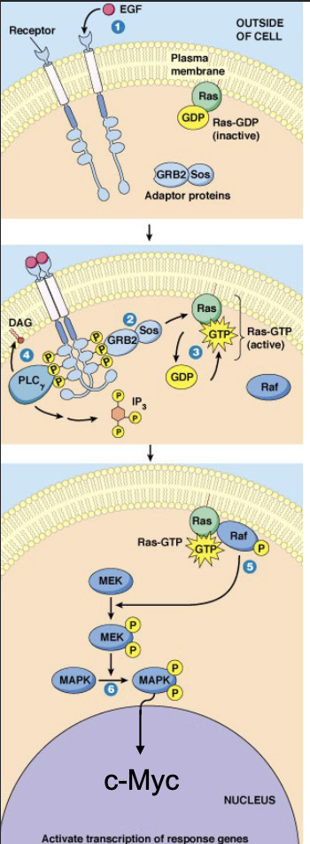 <ol><li><p>EGF binds to RTK</p></li><li><p>Receptor dimerization + autophosphorylation</p></li><li><p>Recruitment of proteins with an SH2 domain: GRB2 (intermediate protein with SH2 domain + Sos binding domain)</p></li><li><p>Sos recruited by GRB2</p></li><li><p>Sos activates Ras (by GDP/GTP replacement)</p></li><li><p>Ras-GTP triggers phosphorylation cascade (Raf → Raf-P →MEK → MEK-P-P → MAPK → MAPK-P-P → C-Myc → gene expression</p></li><li><p>c-Myc is a transcription factor; promotes the transcription of a G1 cyclin (cyc D)</p></li><li><p>G1 Cdk can now be turned on!</p></li></ol><p></p>