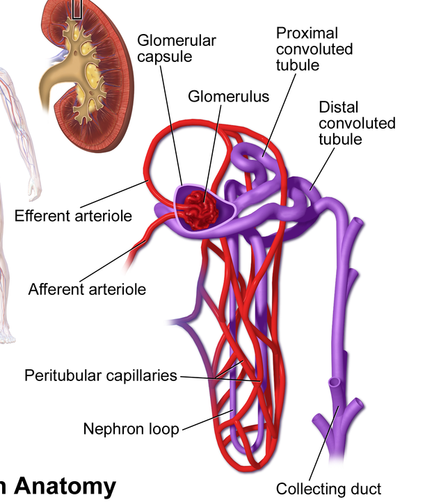 <p><span style="background-color: transparent;">The functional unit of the kidney; a microscopic structure. There are over one million of them in one kidney. Some lie near the medulla and are called <strong>juxtamedullary ________</strong>, which extend deep in the medulla. They consist of a renal tubule and renal corpuscle.</span></p>
