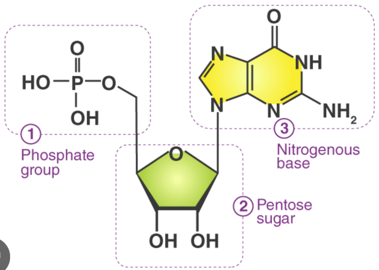 <ul><li><p>Phosphate</p></li><li><p>Deoxyribose sugar</p></li><li><p>And amino acid base</p></li></ul><p></p>