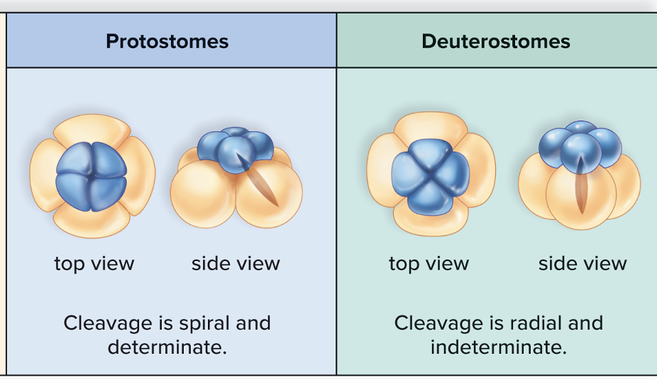 <p><span>•Spiral and determinate in protostomes</span></p><p><span>•Radial and indeterminate in deuterostomes</span></p>