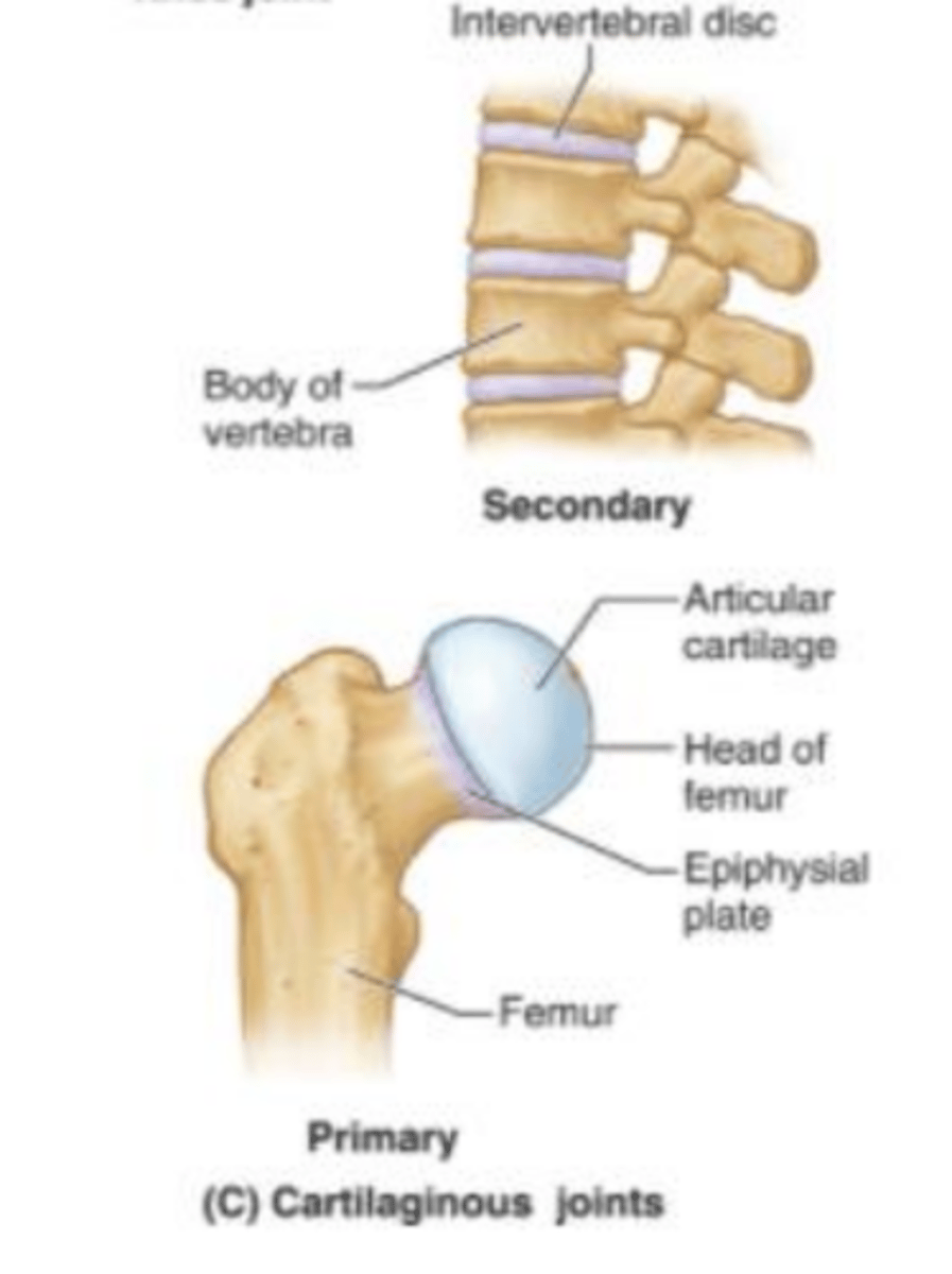 <p>allow only slight movement and consist of bones connected entirely by cartilage.</p>