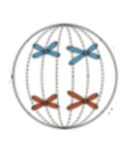 <p><span style="background-color: transparent;">This could be a cell in the process of: </span></p><ol><li><p><span style="background-color: transparent;">Mitosis</span></p></li><li><p><span style="background-color: transparent;">Meiosis</span></p></li><li><p><span style="background-color: transparent;">Either mitosis or meiosis</span></p></li></ol><p></p>