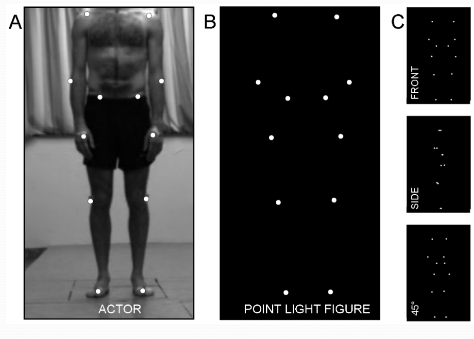 <p>Point-light walkers are created by placing lights on a person’s joints and having them perform an action (e.g. walking!)</p><ul><li><p>humans so good with processing stim. that they guess what action</p></li></ul><p></p>