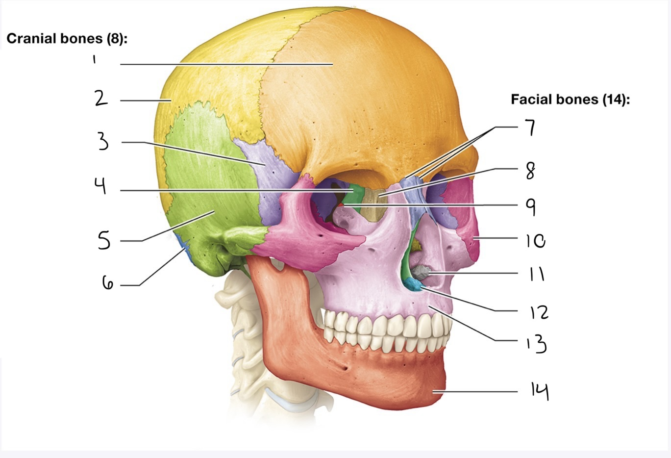 <p>12</p>