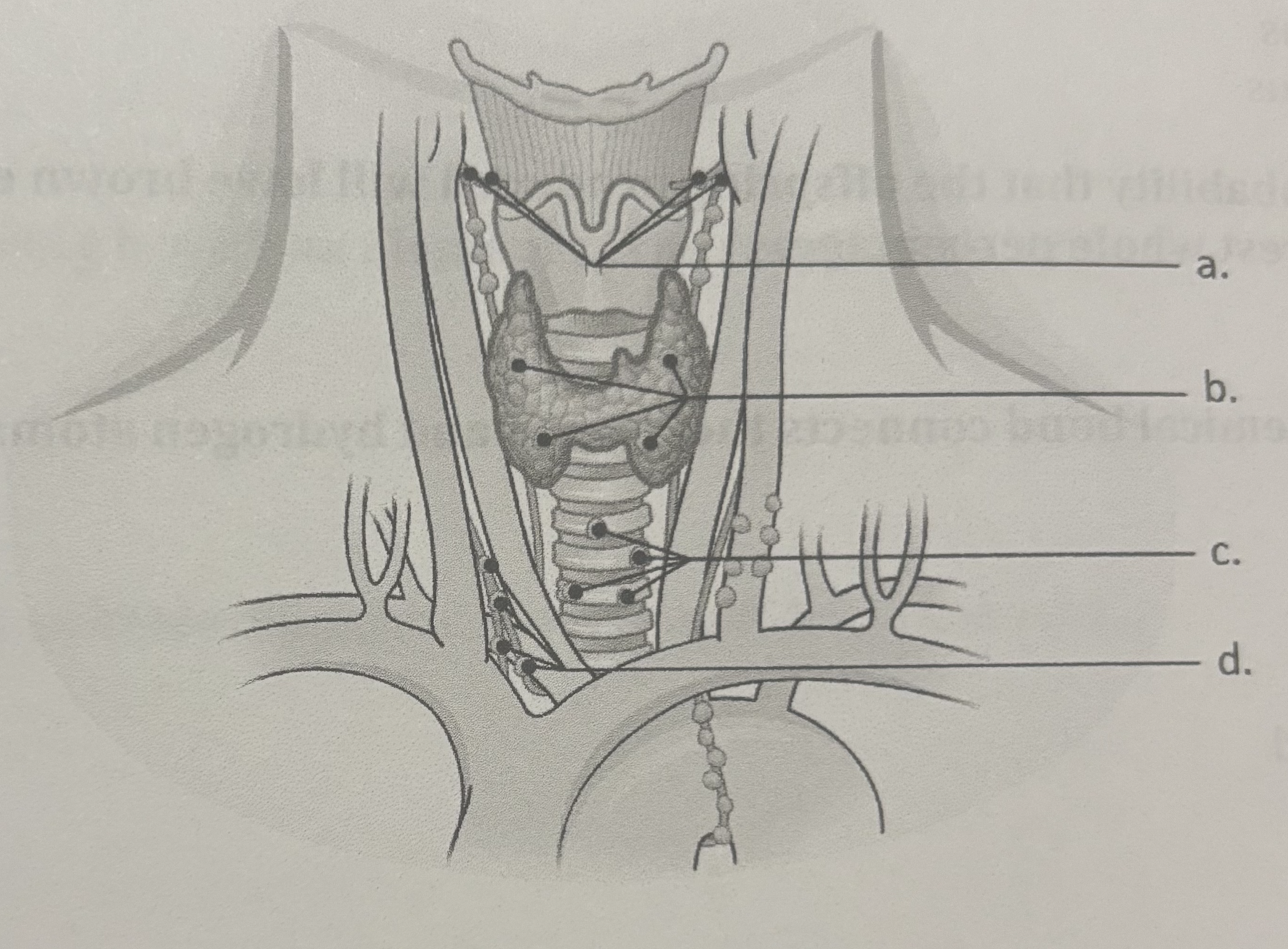 <p>Where are the parathyroid glands located </p>