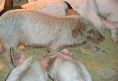 <p>A piglet 6 weeks of age presents like this, showing extensive seborrheic dermatitis and slow growth. Thoughts?</p>