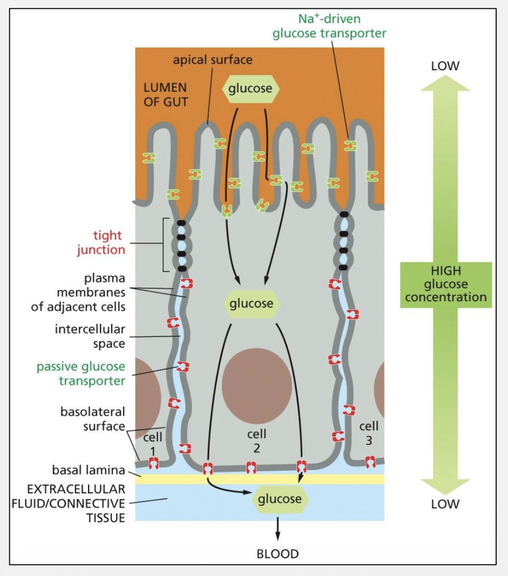 <p>Tight junction barrier vs fence function?</p>